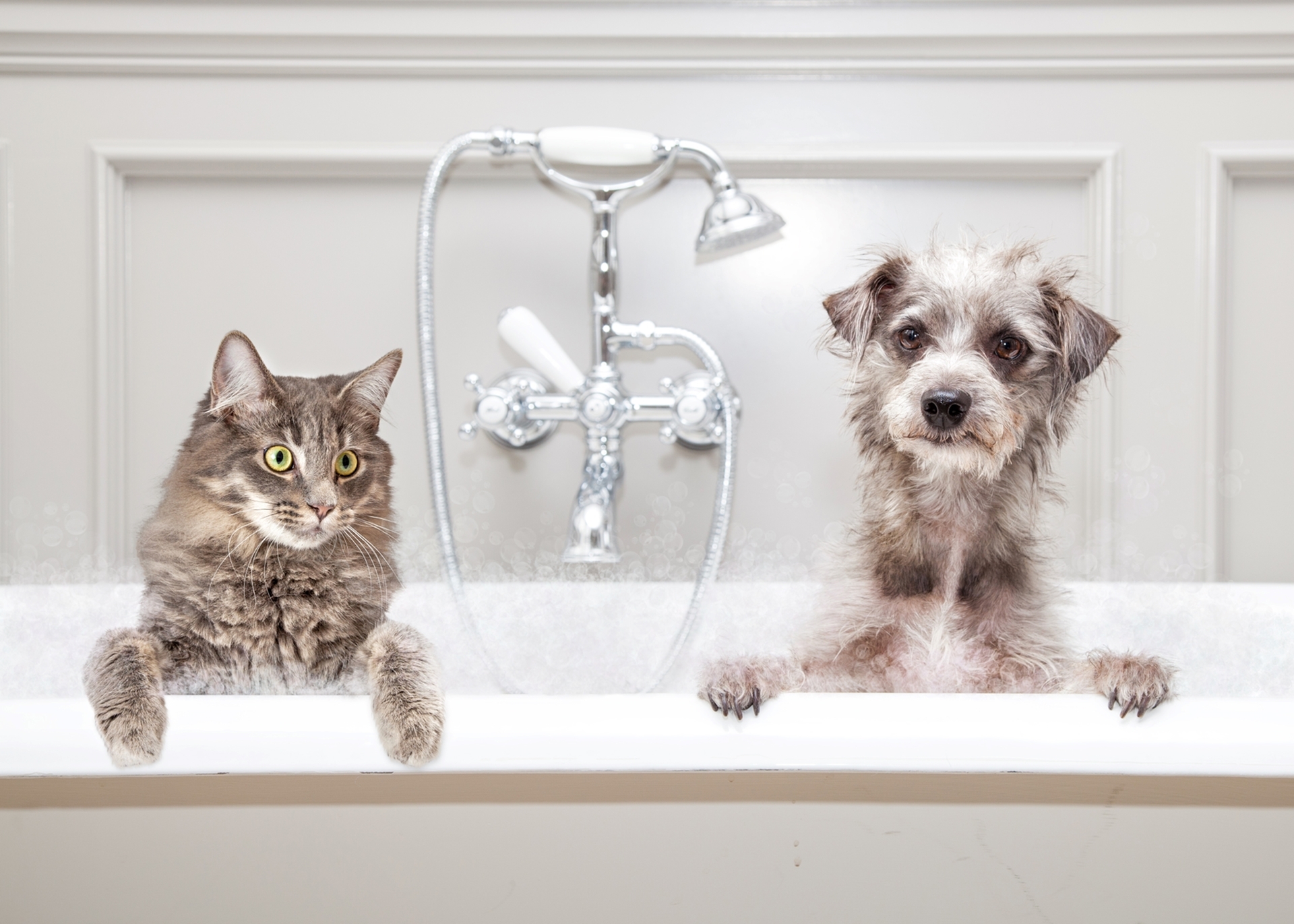 Charming bathroom scene with a playful cat and dog enjoying time in a modern, stylish bathtub.