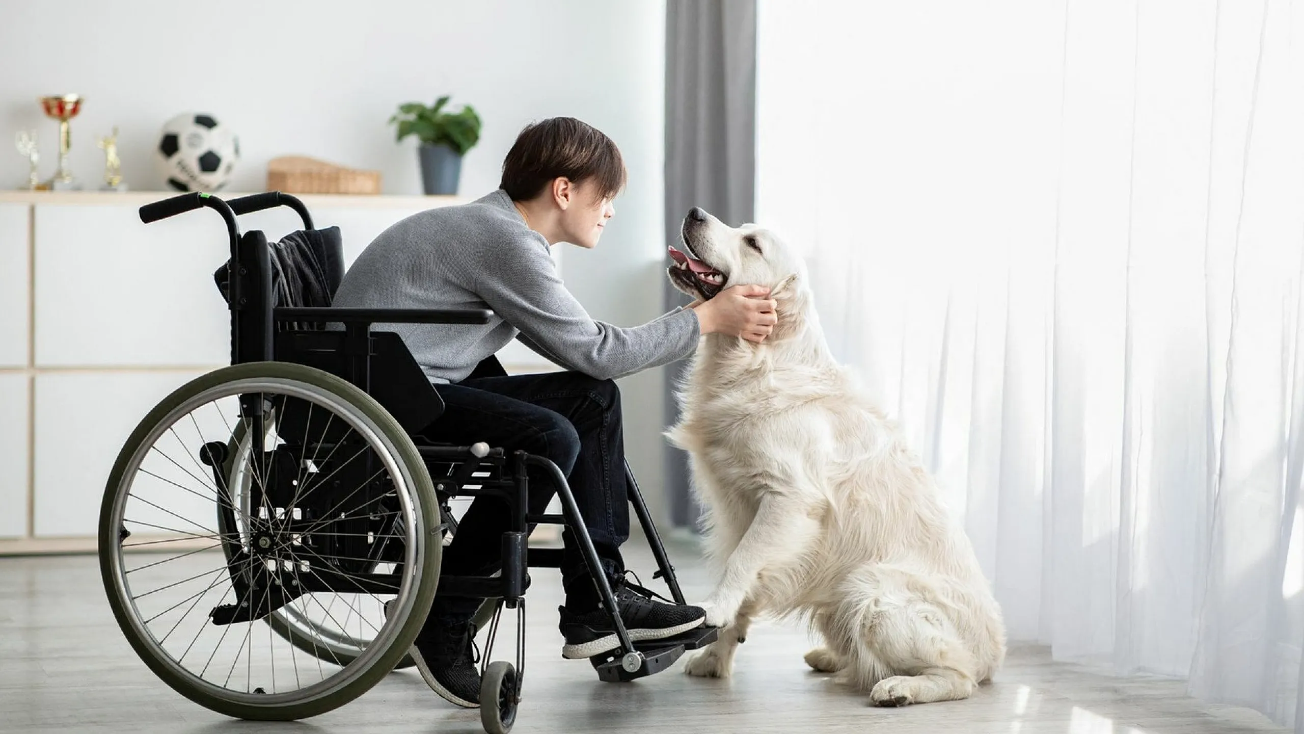 A boy in a wheelchair interacts lovingly with a golden retriever in a bright, airy room.