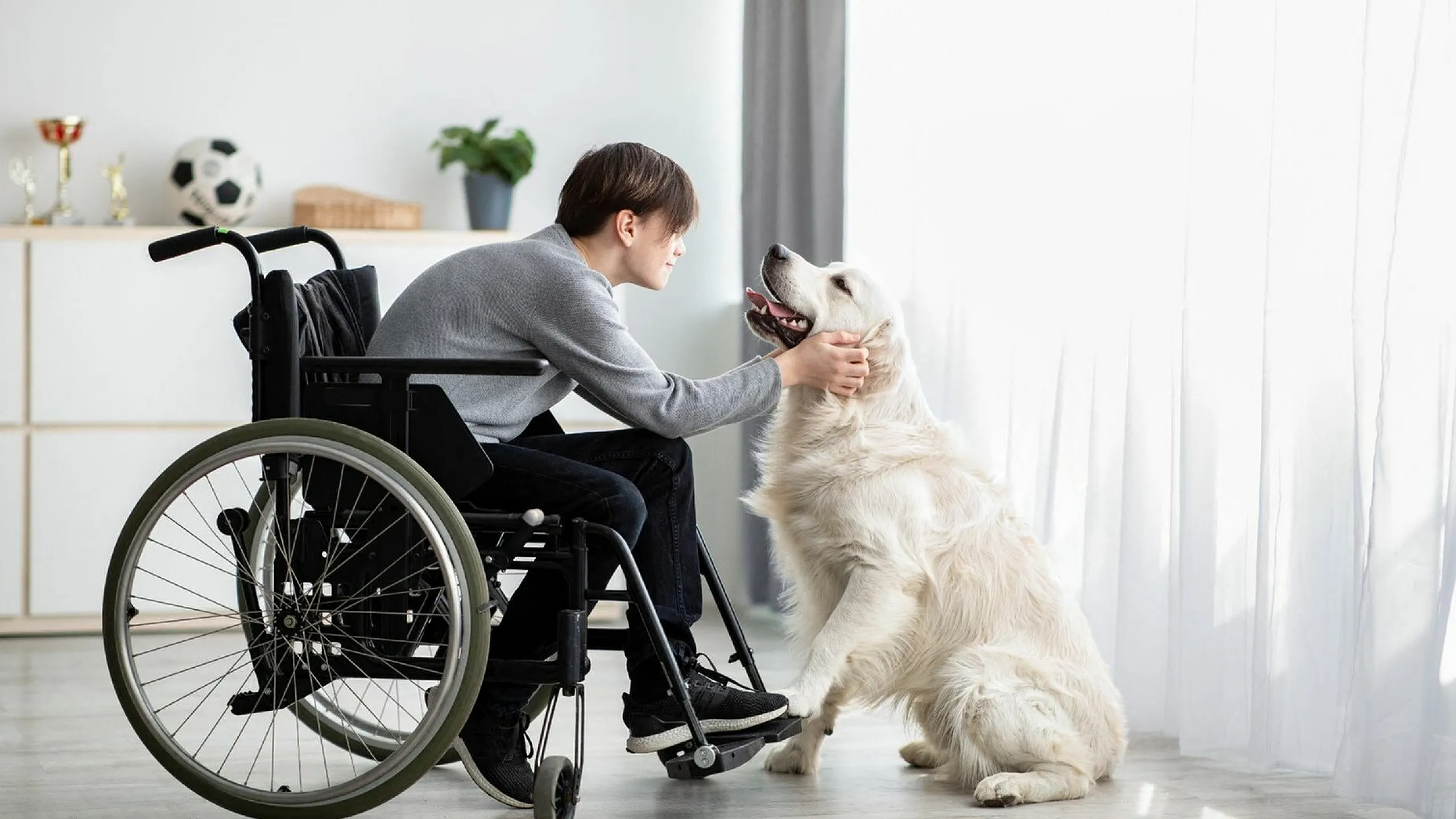 A boy in a wheelchair interacts lovingly with a golden retriever in a bright, airy room.