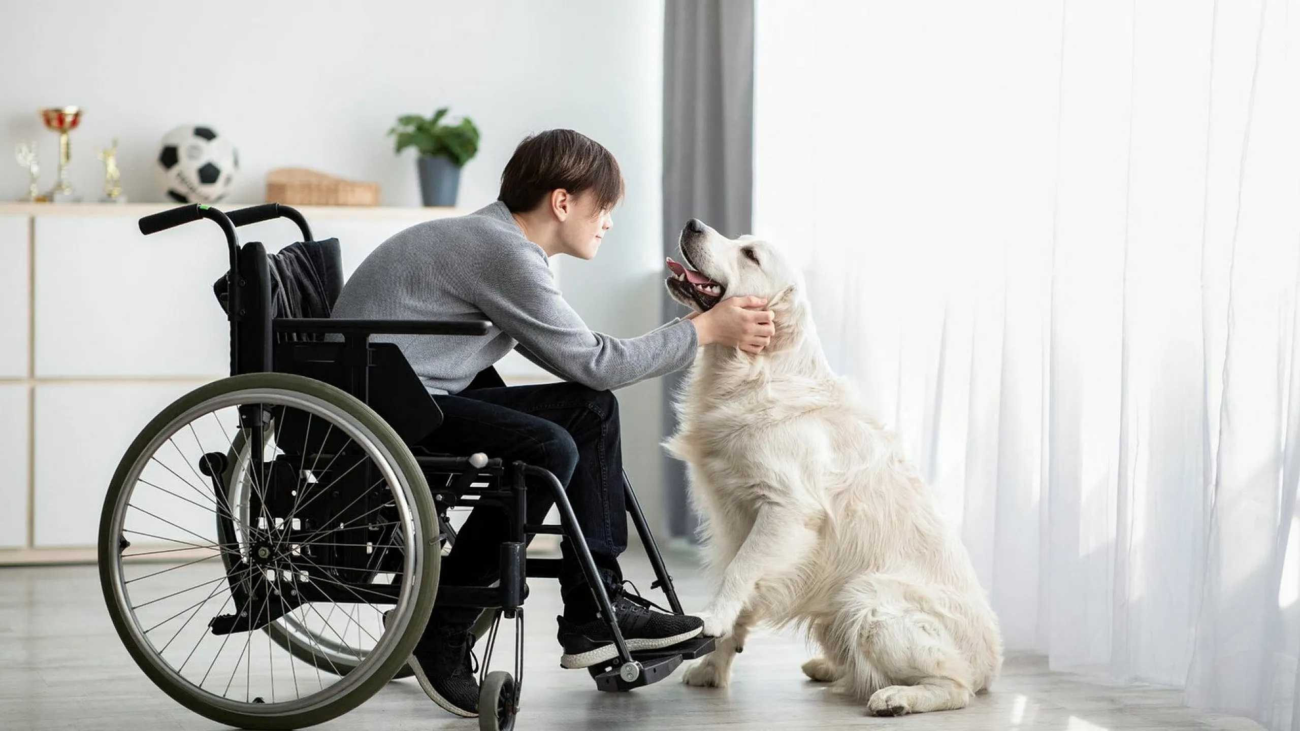 A boy in a wheelchair interacts lovingly with a golden retriever in a bright, airy room.
