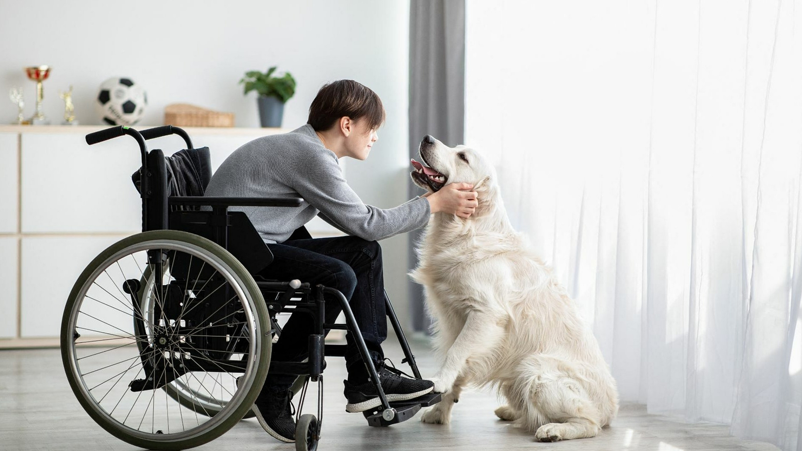 A boy in a wheelchair interacts lovingly with a golden retriever in a bright, airy room.