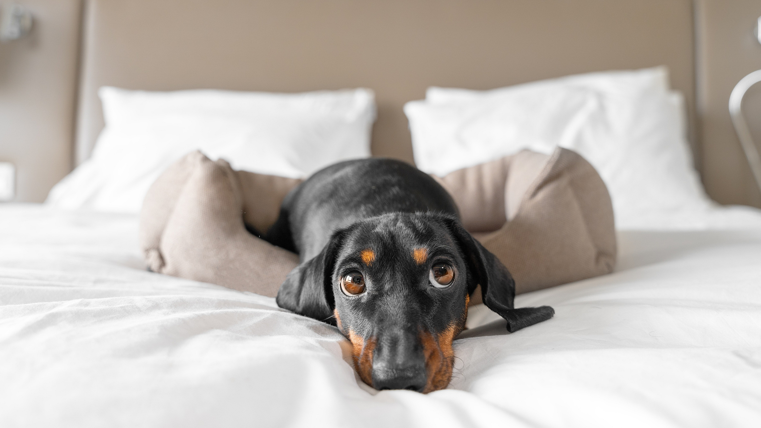 Cozy bedroom ambiance with a charming dachshund nestled comfortably on a plush bed, exuding warmth and tranquility.
