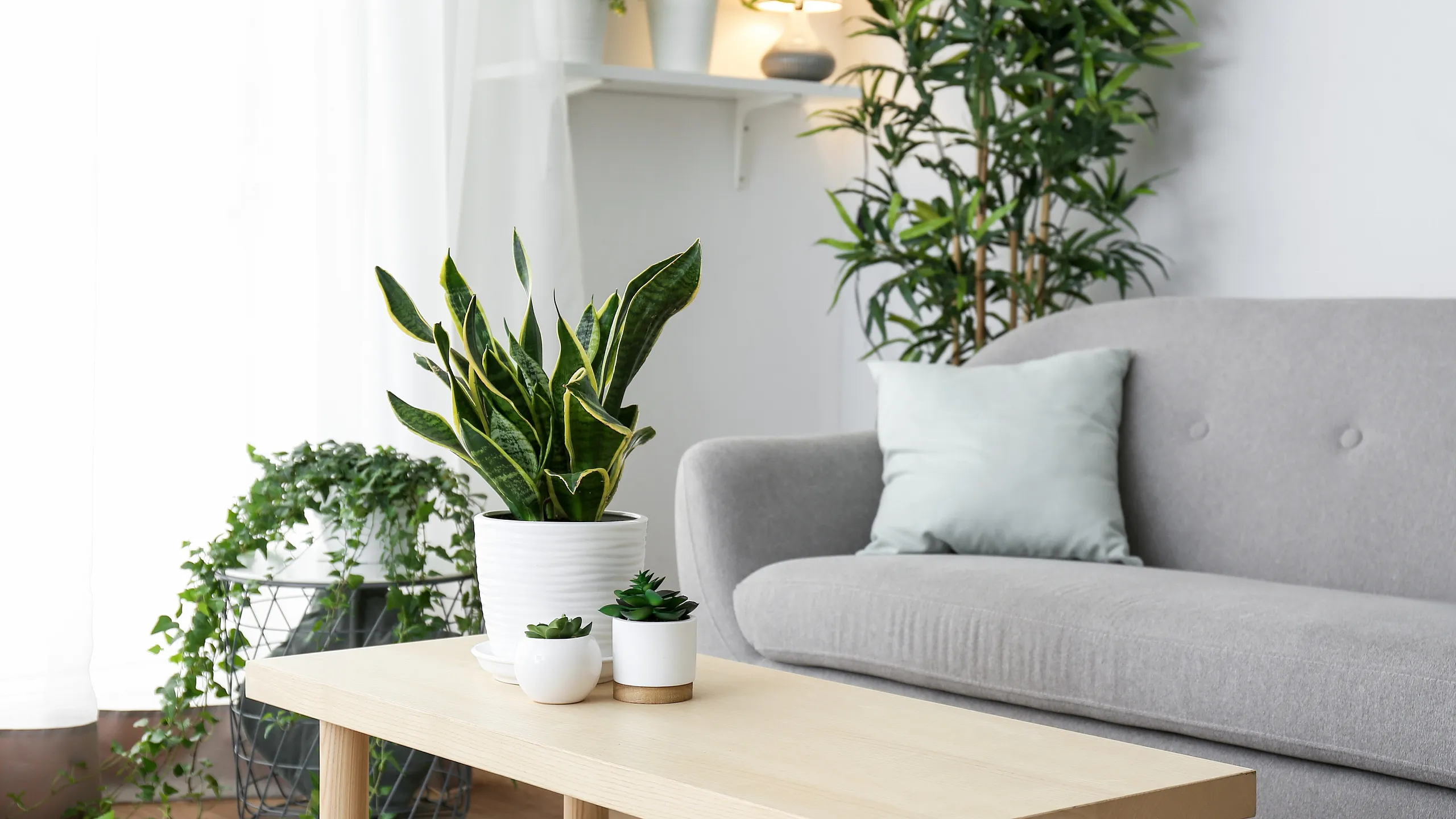 Bright and inviting living room featuring modern gray sofa, wooden coffee table, and lush potted plants, exuding a serene and stylish atmosphere.