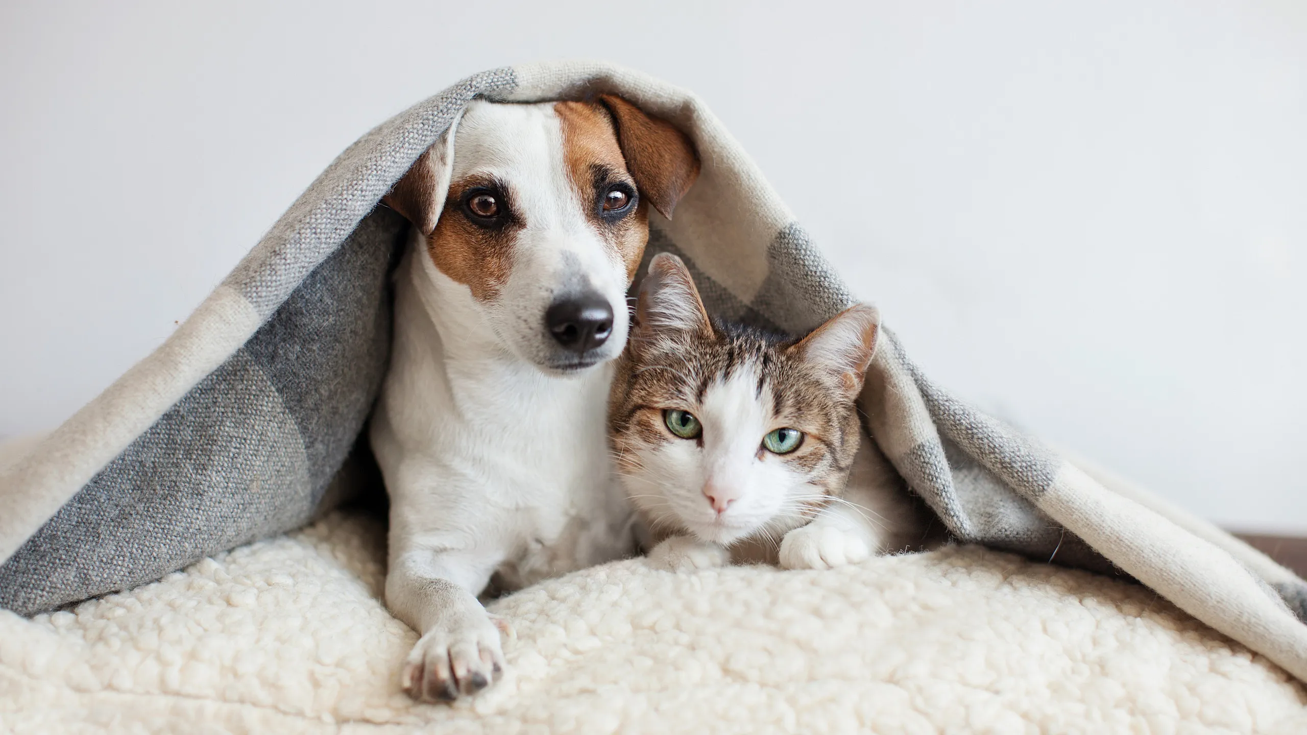 Adorable dog and cat cuddling under a cozy blanket, showcasing a pet-friendly home environment.