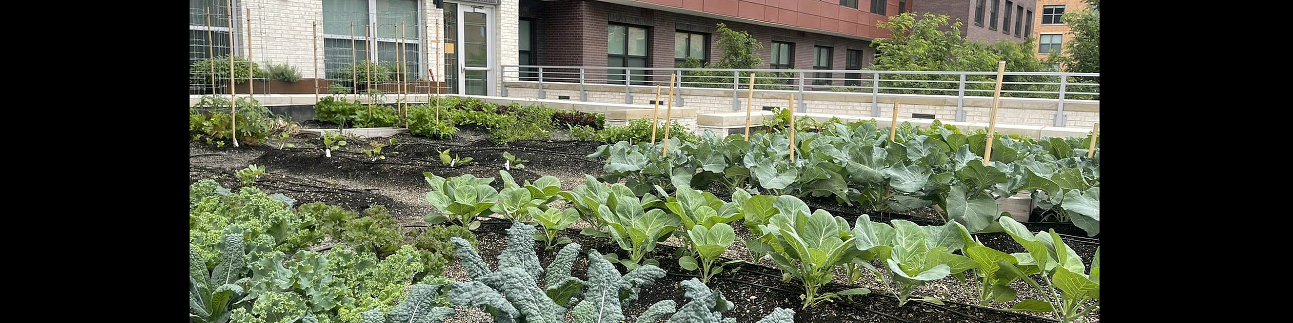 Produce in Bloom Garden Bed