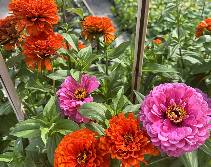 Flowers from The Station's Community Garden