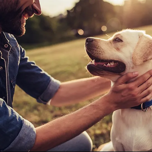 Joyful Labrador with a blue collar enjoying a sunny day at the park, receiving affection from a person in a denim shirt.