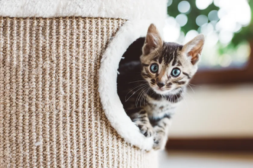 Cat Friendly Community
