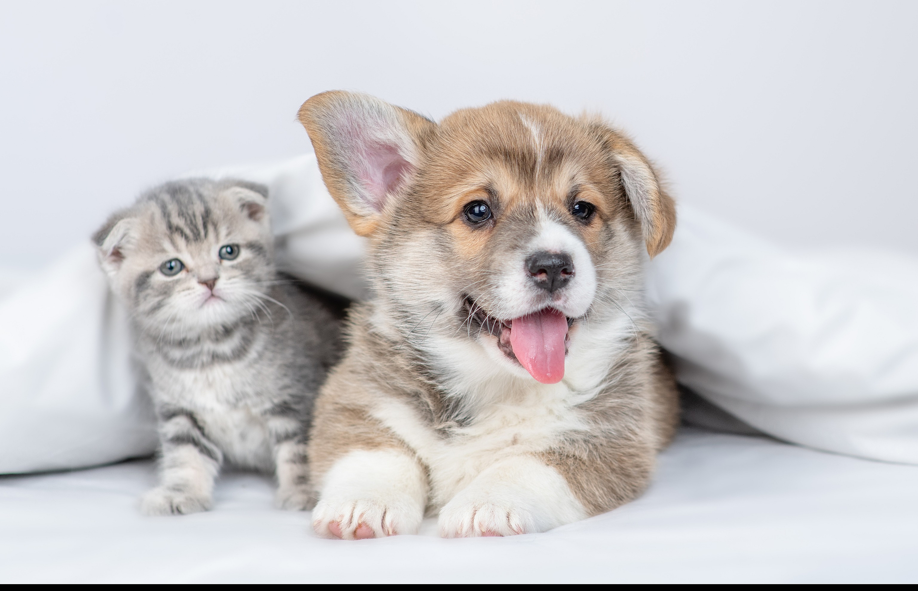 Pet friendly