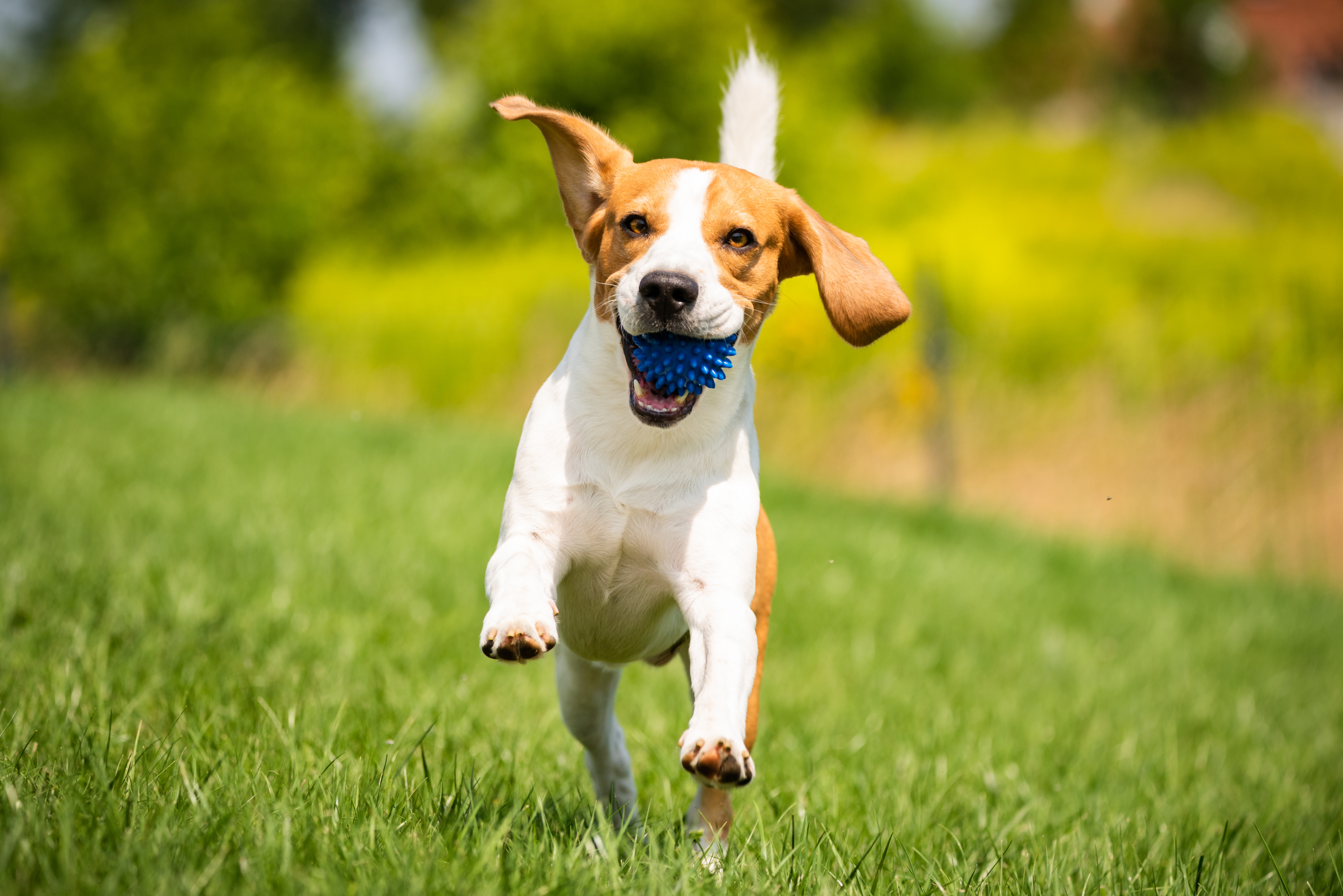 Dog Park