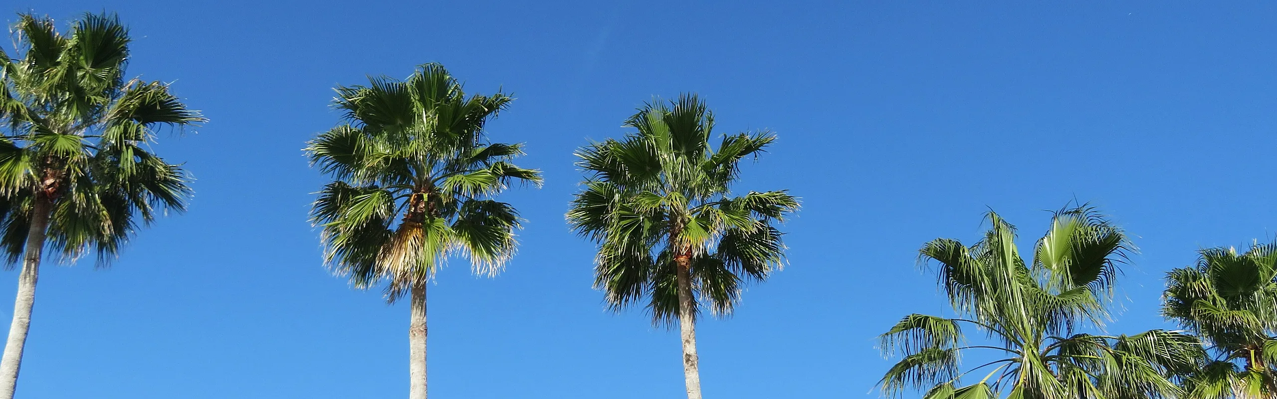 Palm Trees