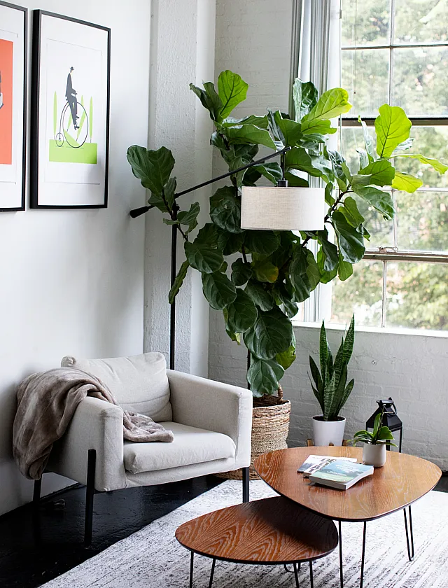 Living Room with Plant