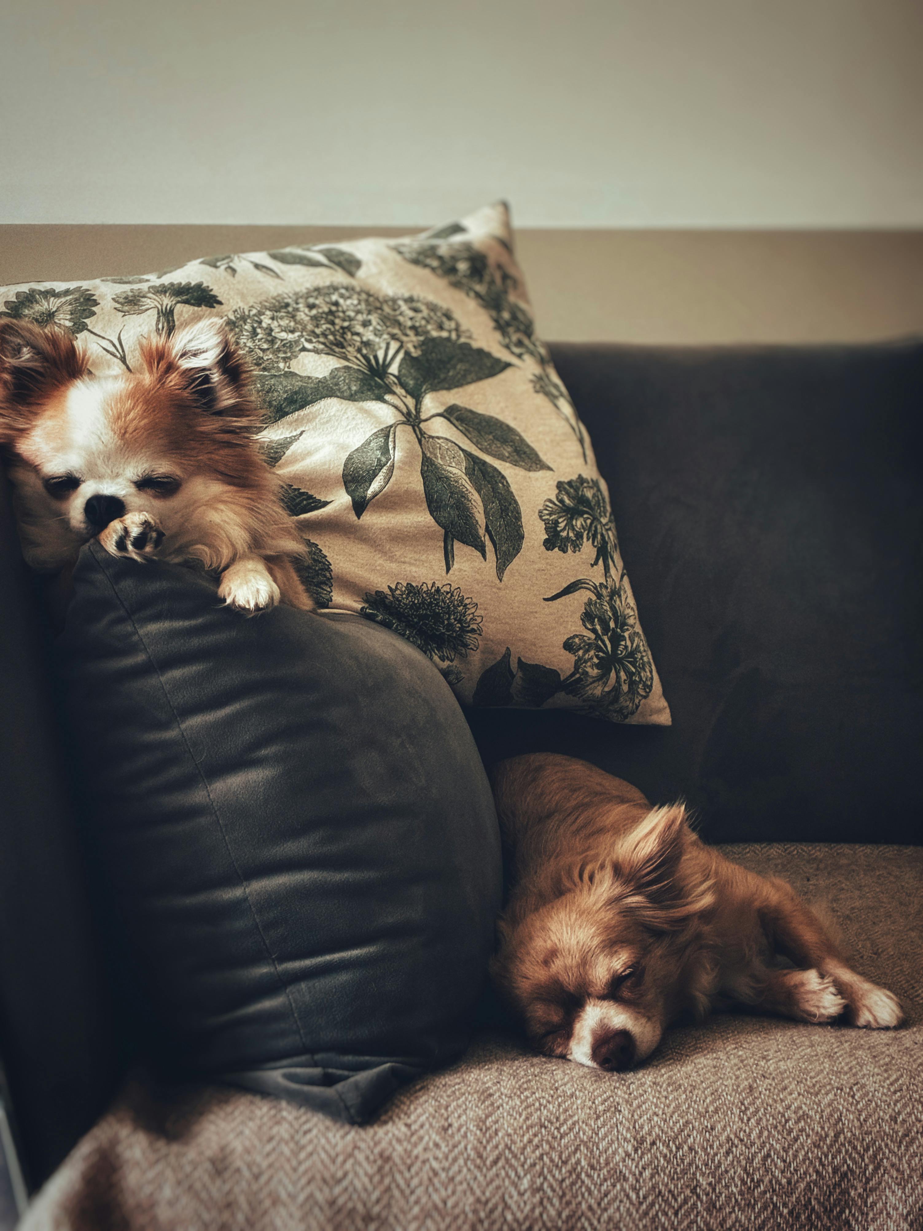 Cozy living space with adorable small dogs relaxing on a stylish sofa adorned with floral cushions.