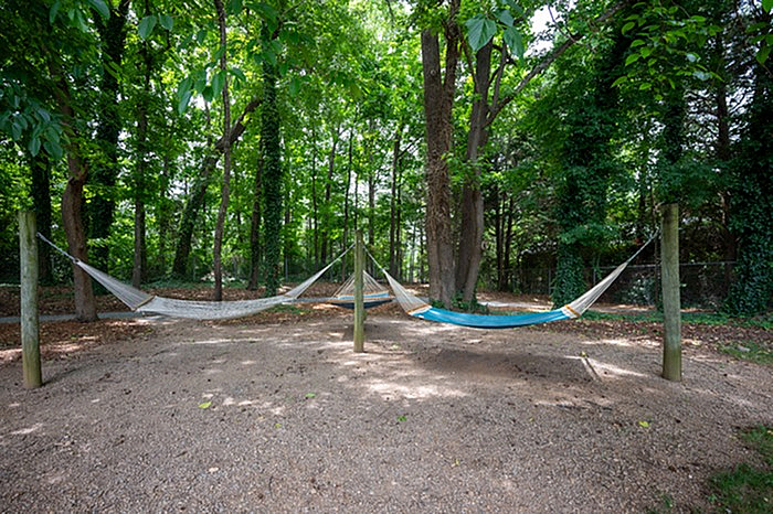 Serene wooded area featuring two inviting hammocks, perfect for relaxation and enjoying nature.