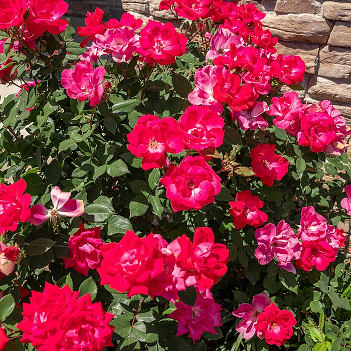 Vibrant garden display with radiant pink roses blooming against a rustic stone wall, showcasing a picturesque and colorful outdoor scene.
