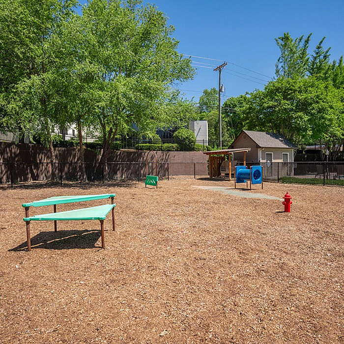 Spacious pet-friendly outdoor area with agility equipment surrounded by lush trees, perfect for playful moments.