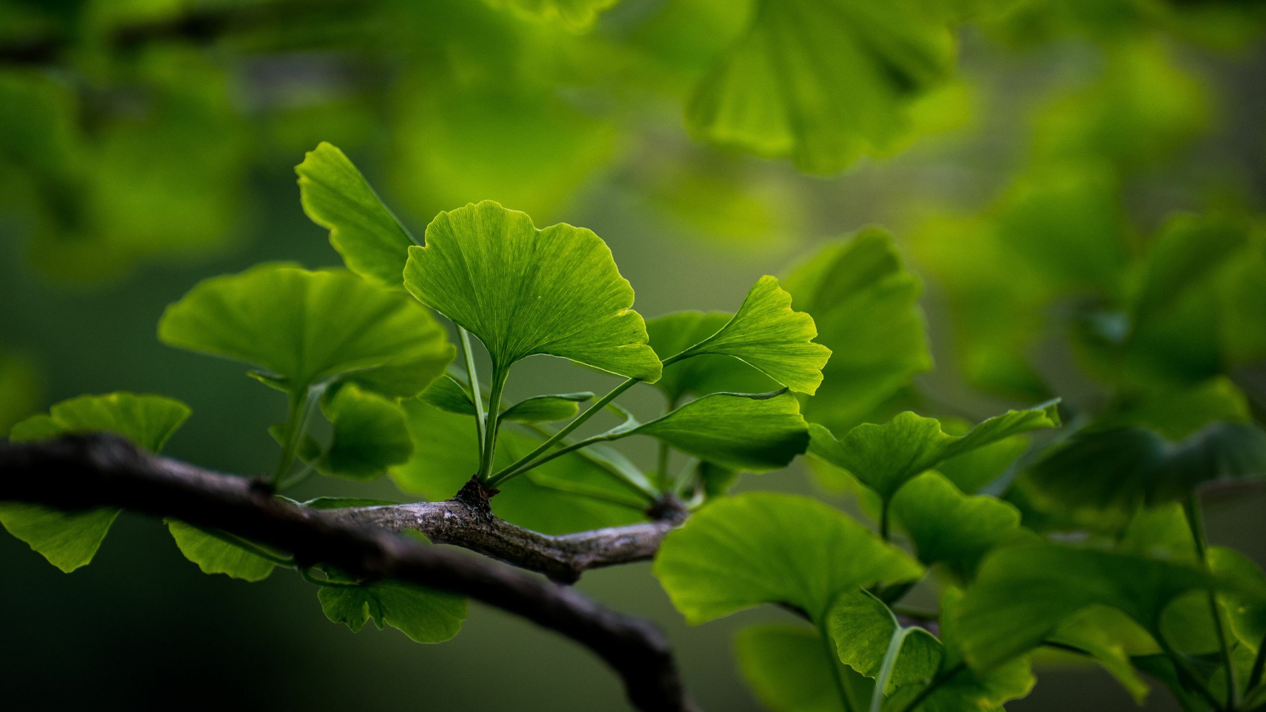 Close-up of vibrant green ginkgo leaves on a branch, showcasing detailed vein patterns and a serene background.