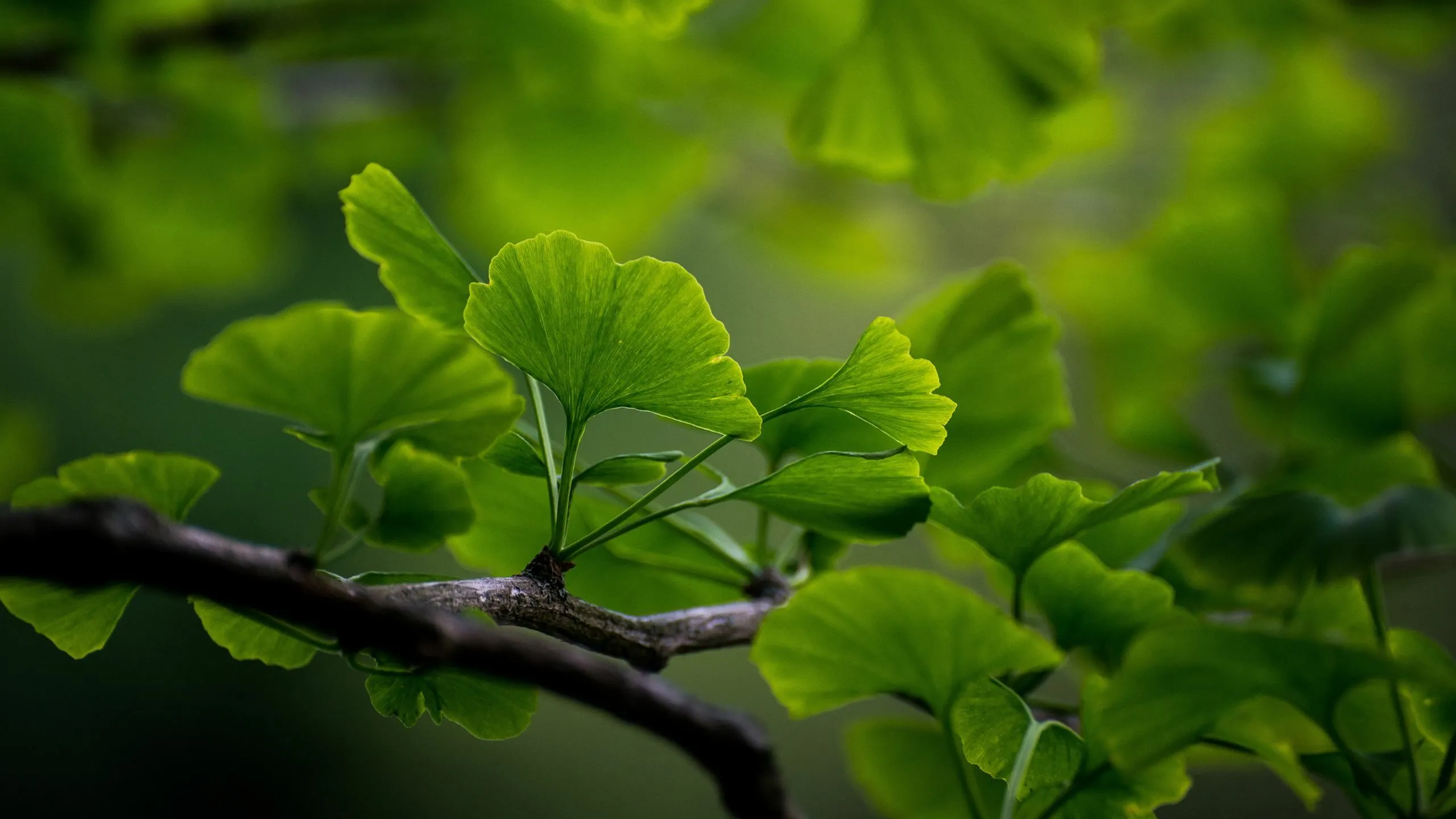 Close-up of vibrant green ginkgo leaves on a branch, showcasing natural beauty and tranquility.