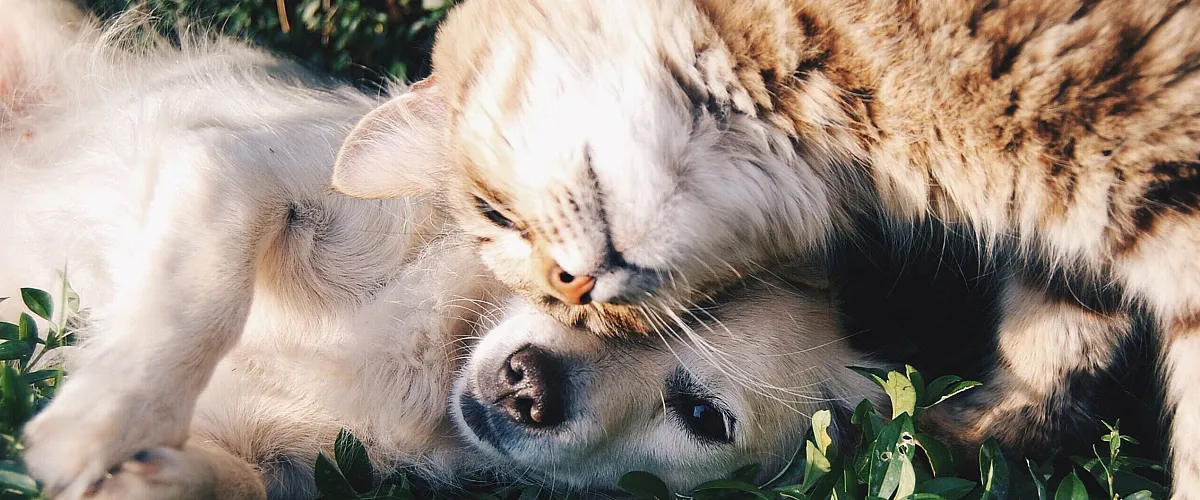 Heartwarming scene of a cozy dog and fluffy cat cuddling on lush green grass.