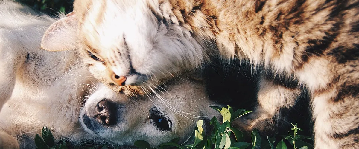 Adorable cat and dog cuddling together on lush green grass, showcasing a heartwarming bond.