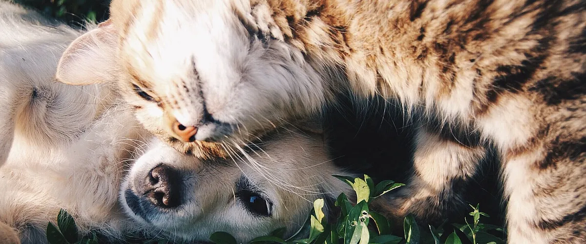 Adorable cat and dog snuggling playfully on lush green grass, showcasing a heartwarming bond of friendship in the outdoors.