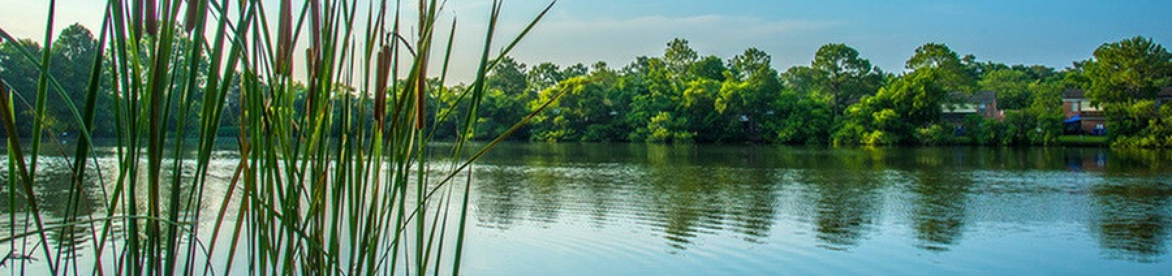 Serene lake view with lush greenery and clear blue sky, offering a tranquil and natural retreat.