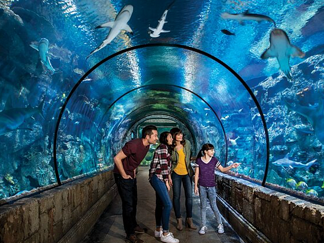 Shark Reef Mandalay Bay