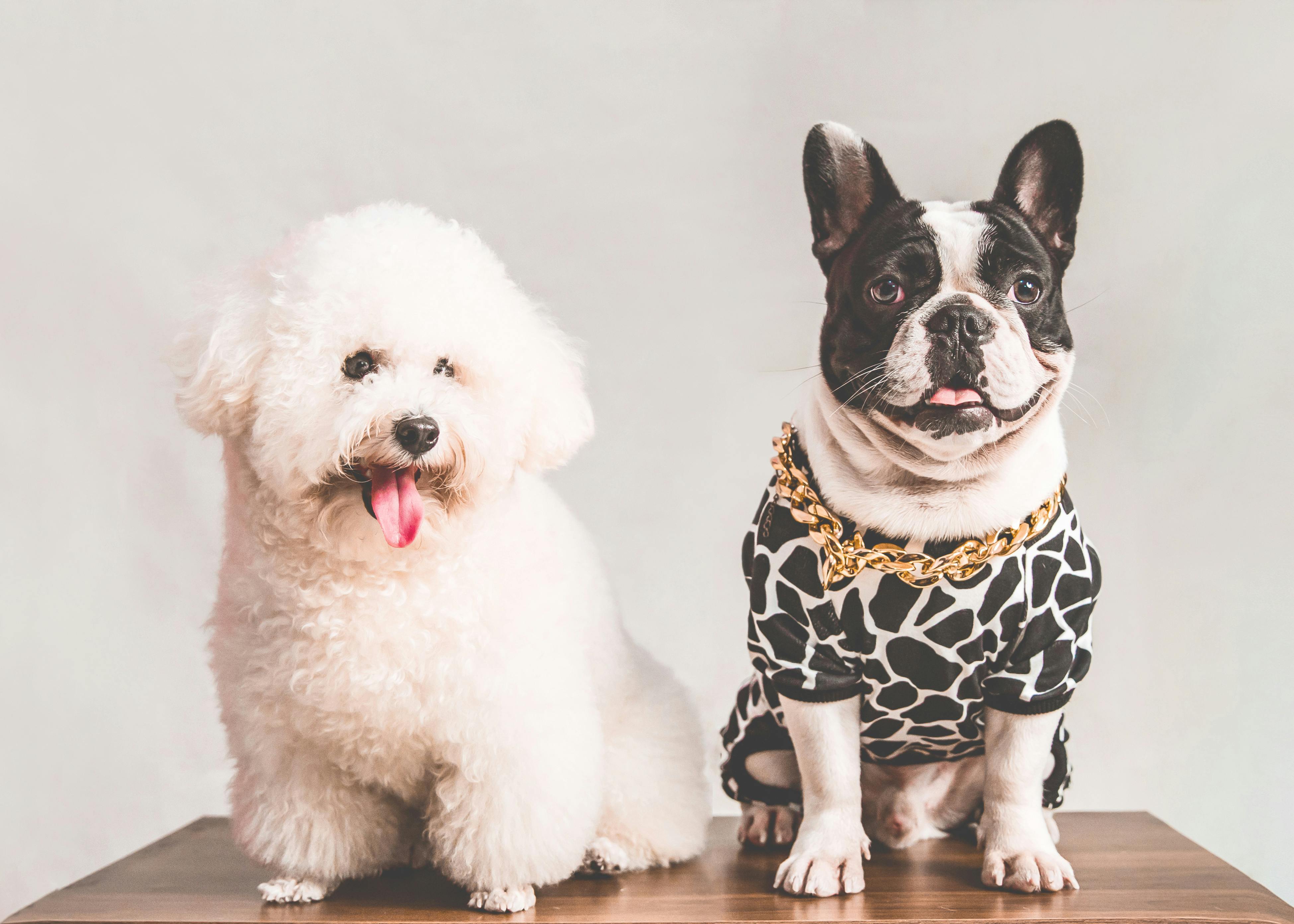 What to Know When Renting with Pets-image