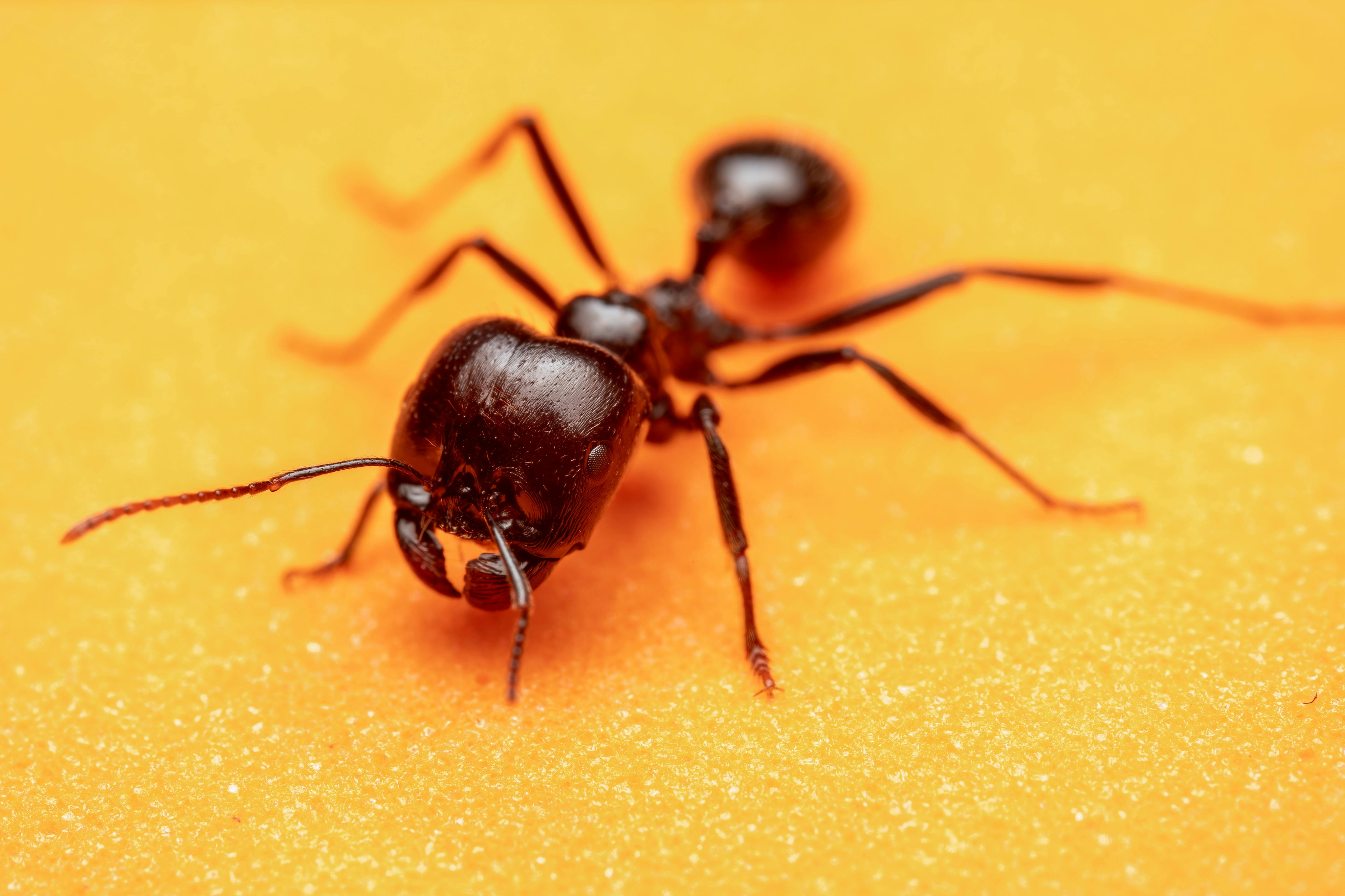 Ants in Your Apartment? Here’s Everything You Need to Know to Get Rid of Them Fast | Compass Flat Apartments-image