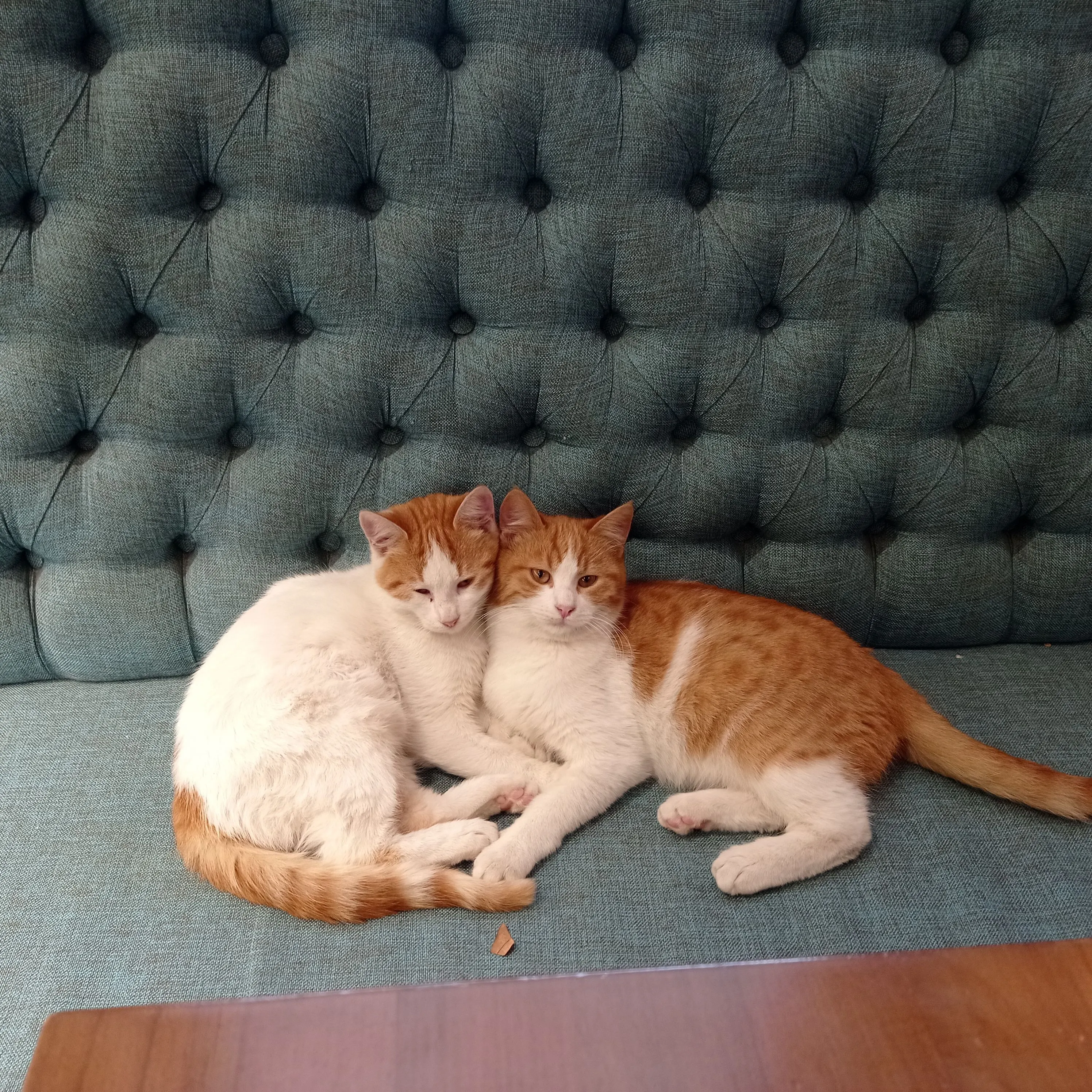 Pet-Friendly Apartments in Houston: A Smart Renter Guide-image
