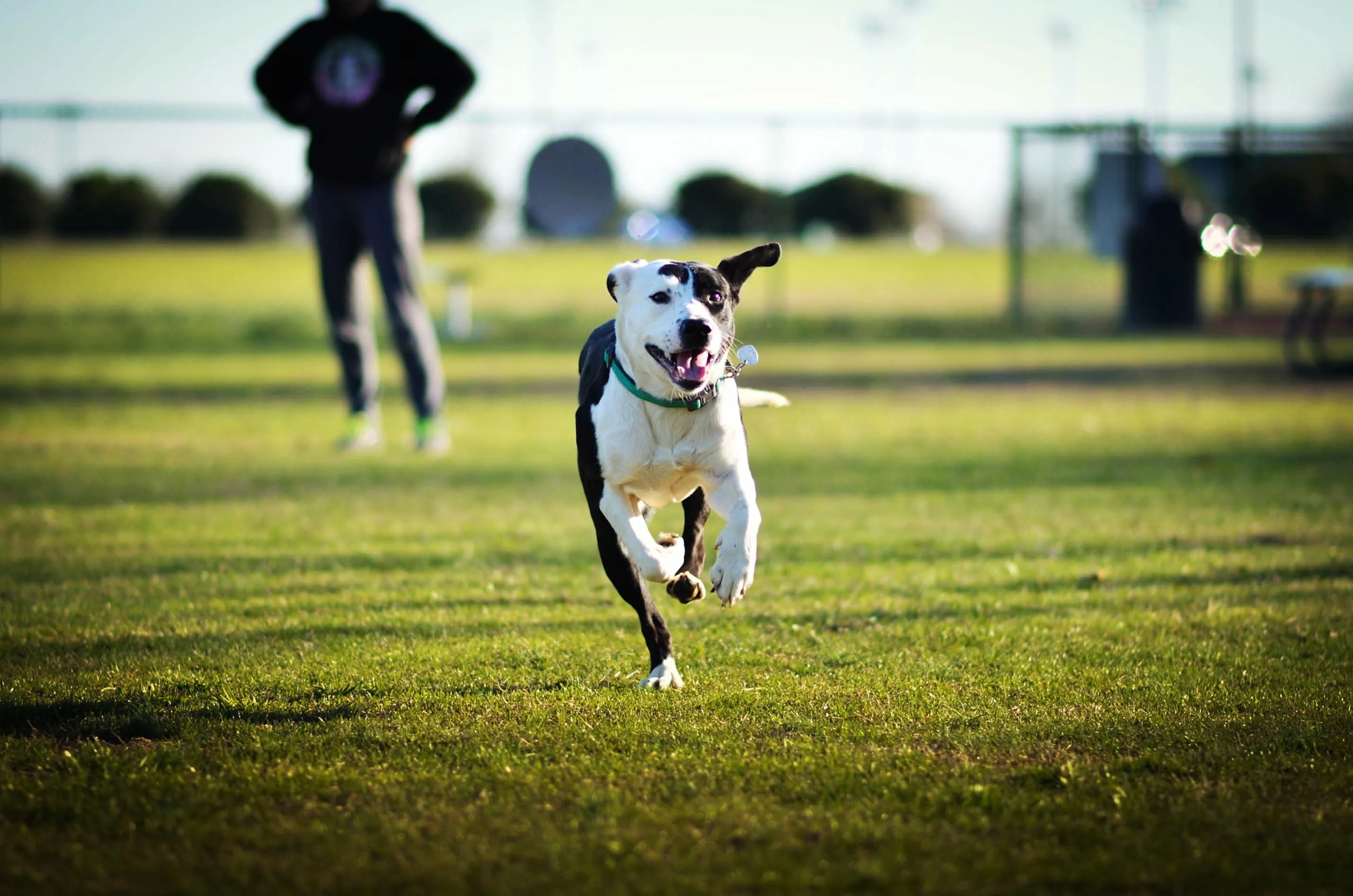 Best Dog Parks and Pet-Friendly Trails Near Albuquerque, NM-image