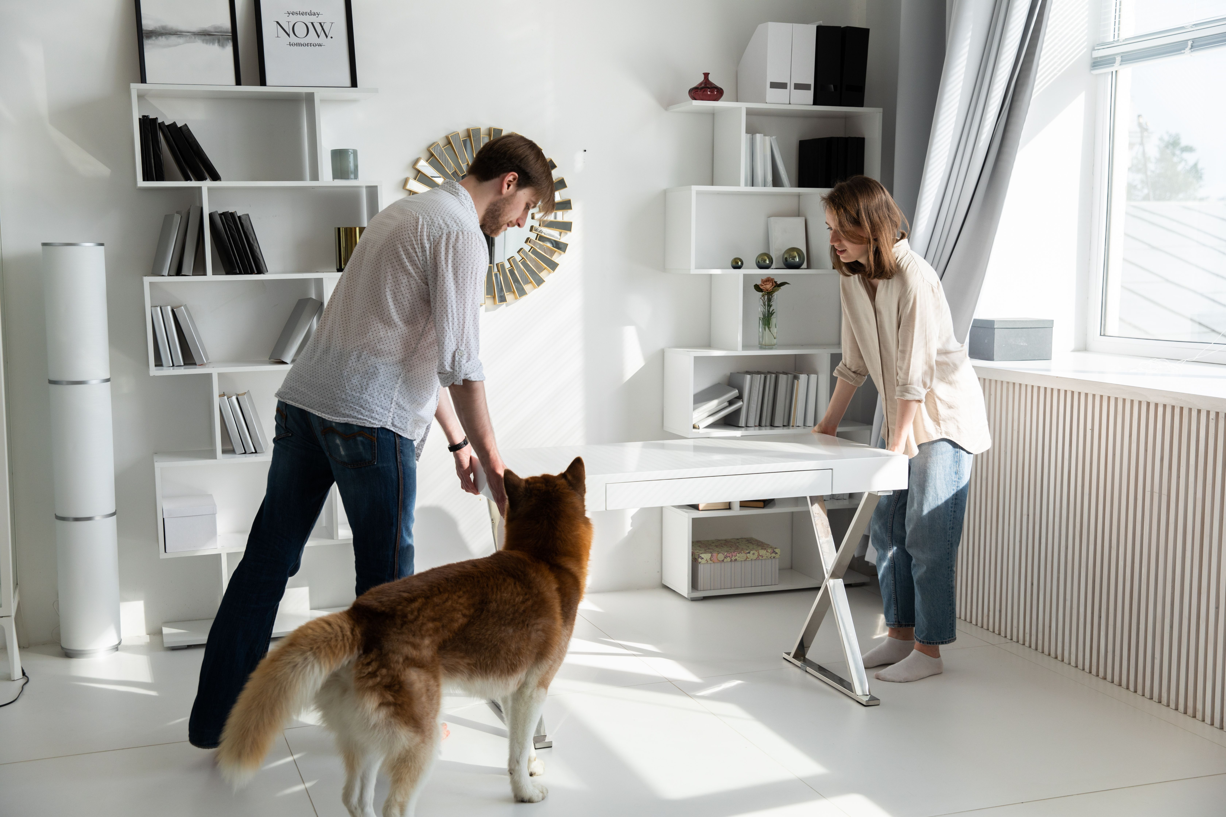 Can You Have a Dog in a Studio Apartment? An Honest Answer-image