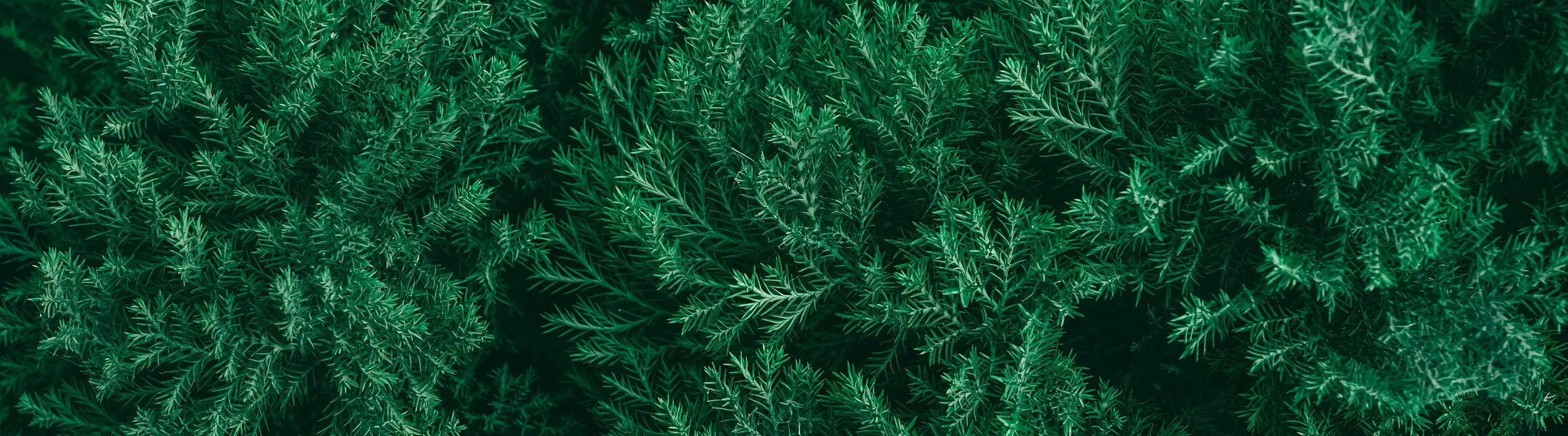 Lush green foliage creating a vibrant and fresh outdoor ambiance.
