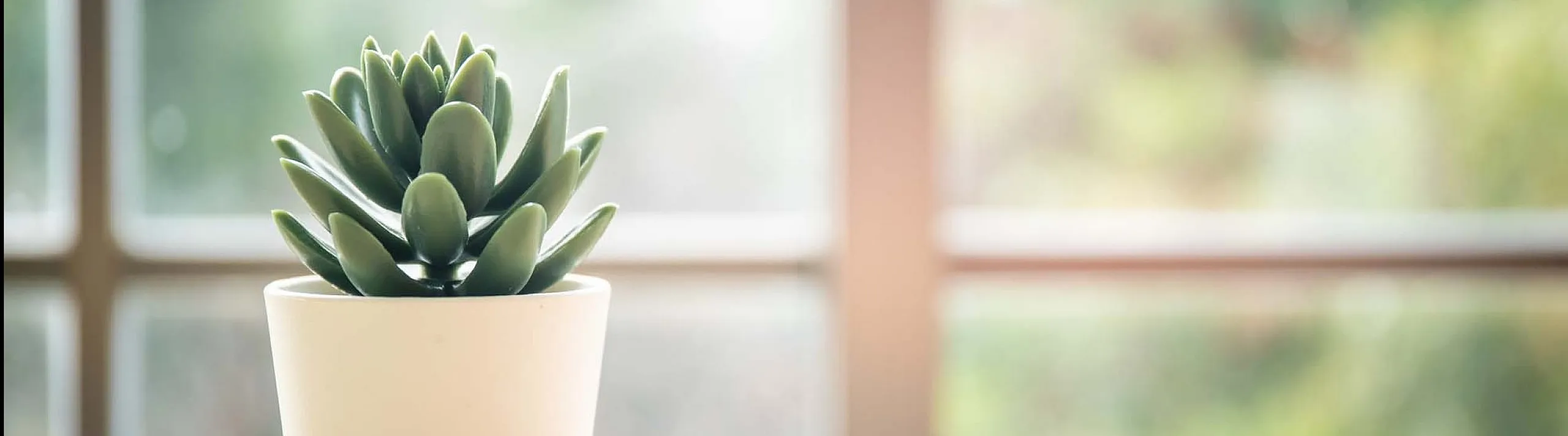Elegant houseplant in sleek white pot on sunlit windowsill, adding a touch of green tranquility to modern interiors.