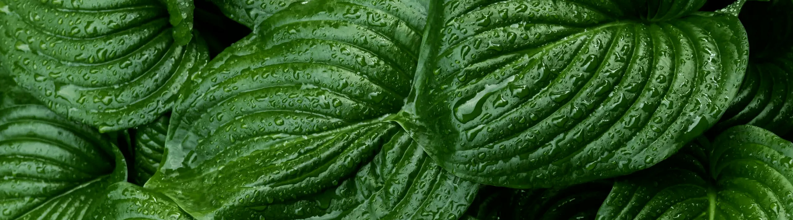 Vibrant green leaves with glistening raindrops, creating a fresh and lush natural scene.