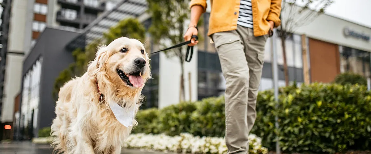 Modern city living with pet-friendly amenities, featuring a happy Golden Retriever being walked by a stylishly dressed person in an urban setting.