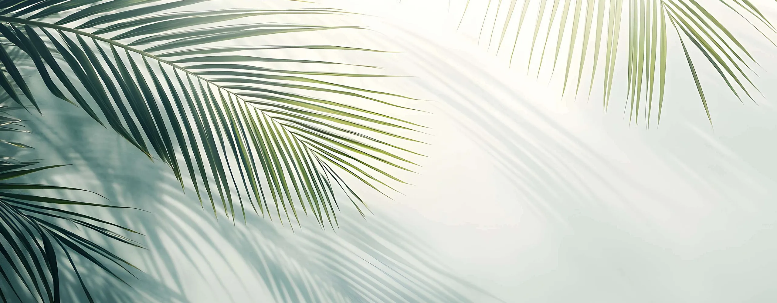 Serene image of palm leaves casting graceful shadows on a soft, light background, evoking a tropical and calm atmosphere.