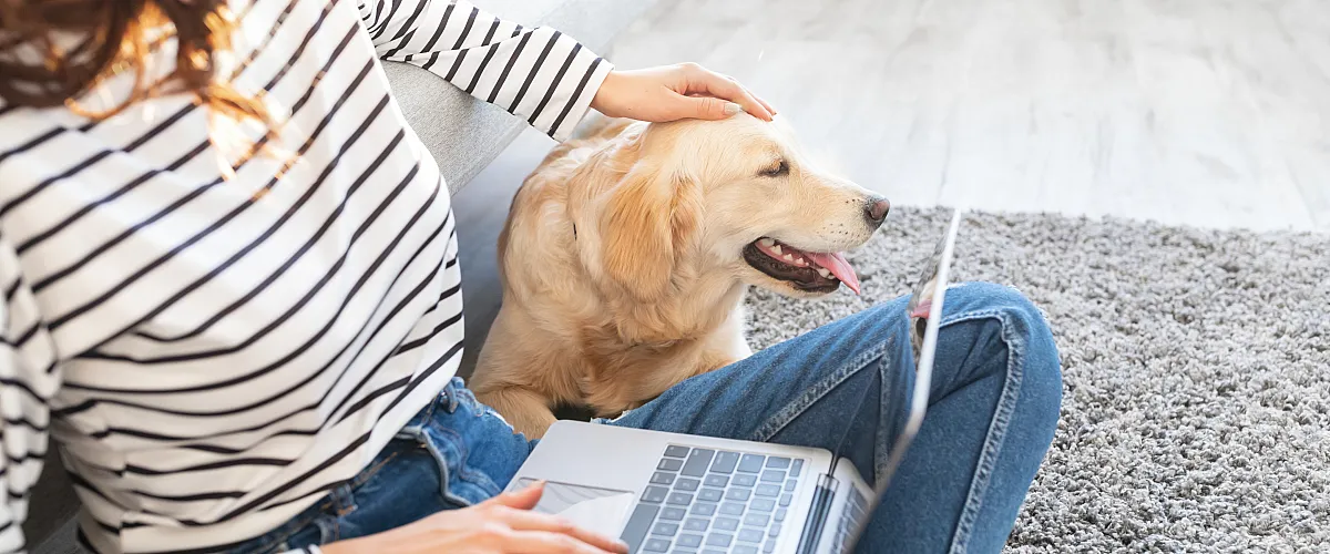 Bright and inviting living room with cozy sofa, plush rug, and a joyful dog, perfect for a relaxing home environment.