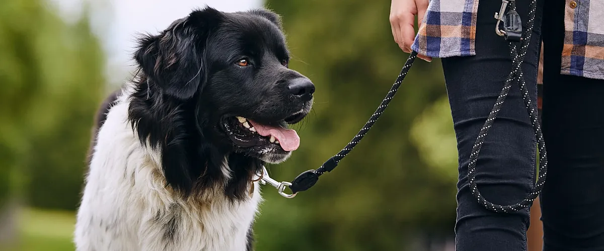 Charming fluffy dog on a walk with its owner in a lush, green park setting.