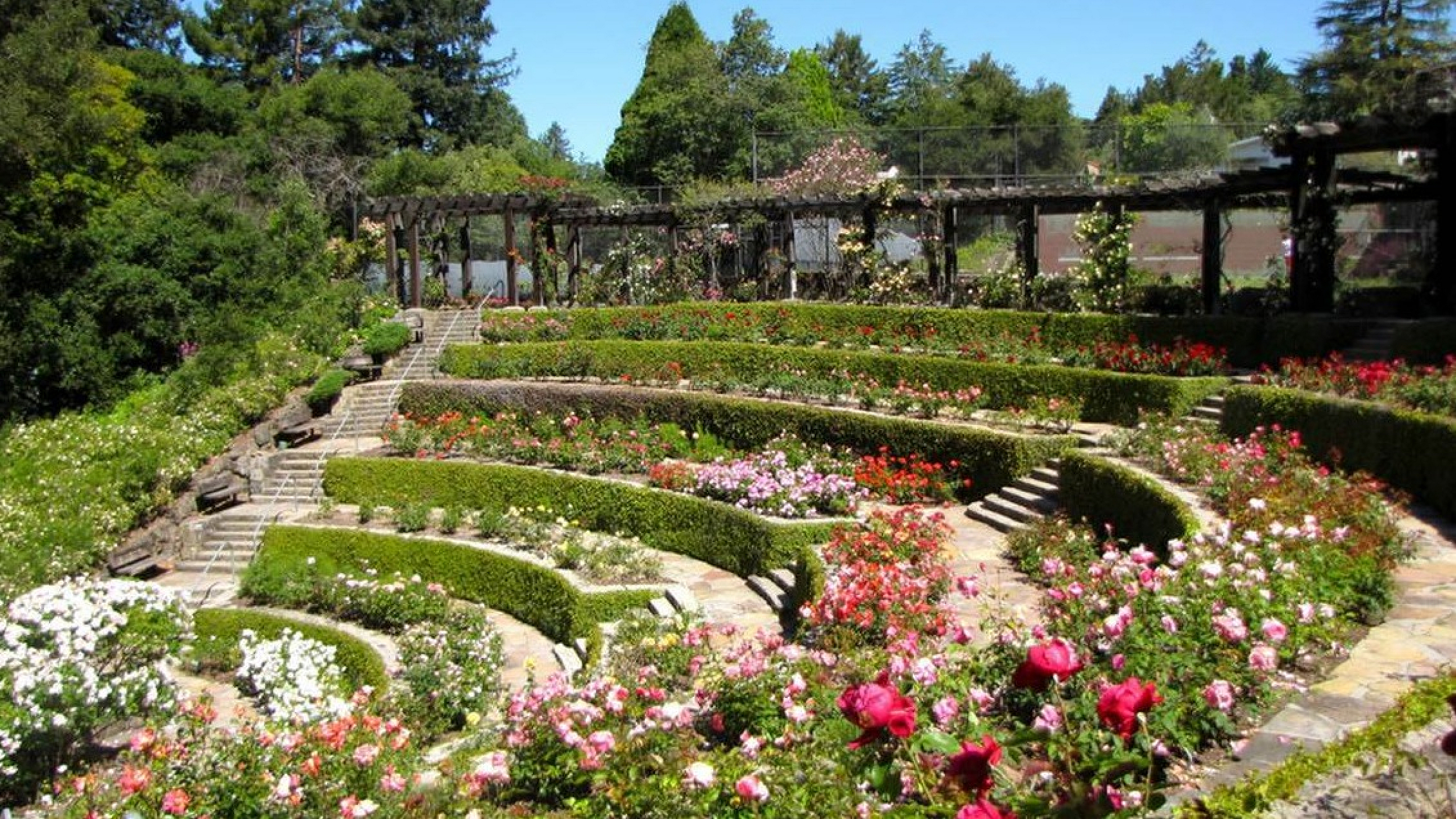 Charming tiered garden landscape adorned with vibrant roses and lush greenery, perfect for serene strolls amidst nature.