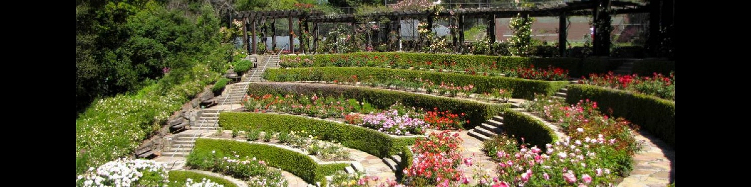 Charming terraced garden featuring vibrant rose beds, lush greenery, and elegant stone pathways under a clear blue sky.