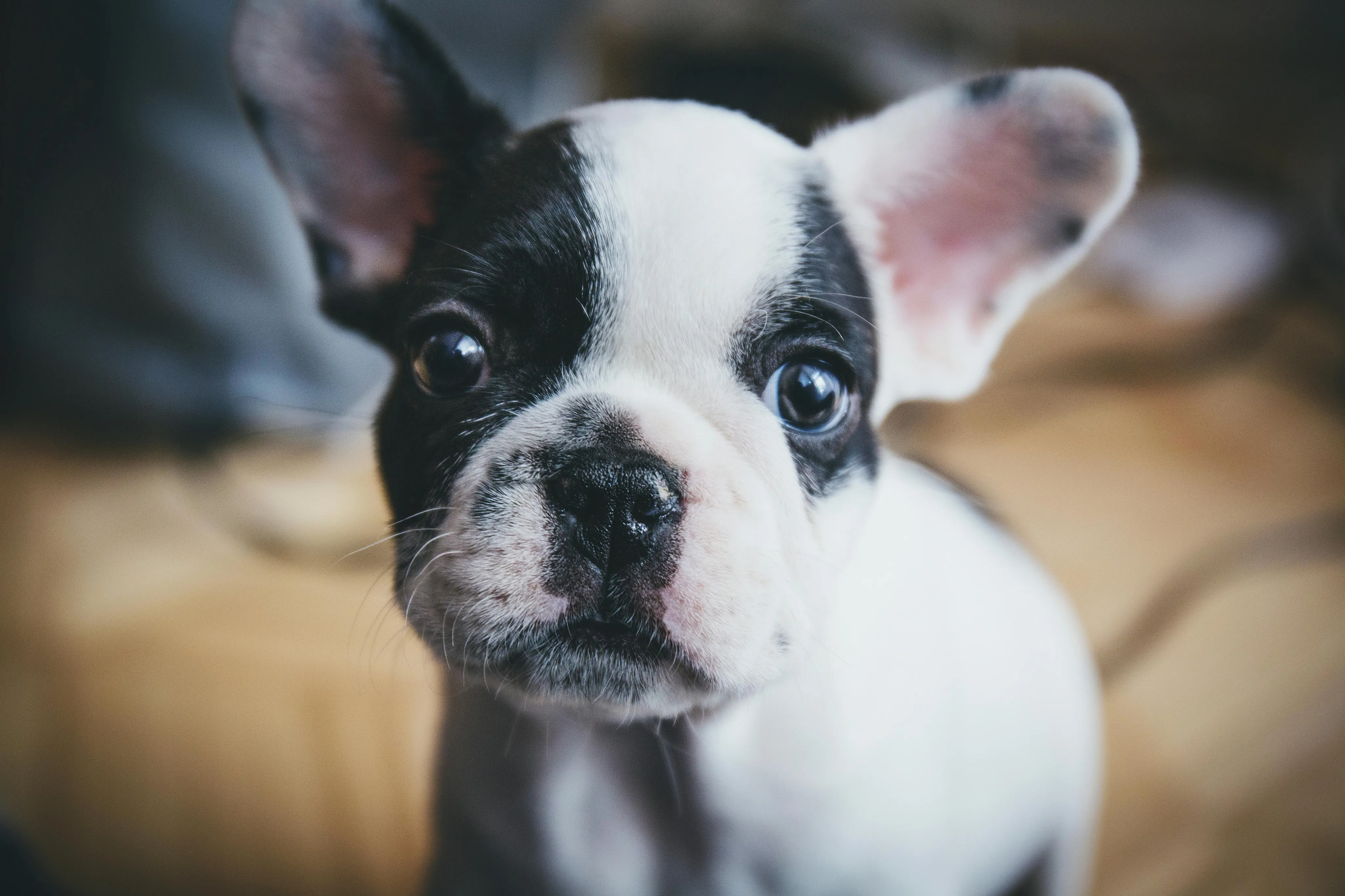 Pet-friendly apartment community welcoming dogs and cats