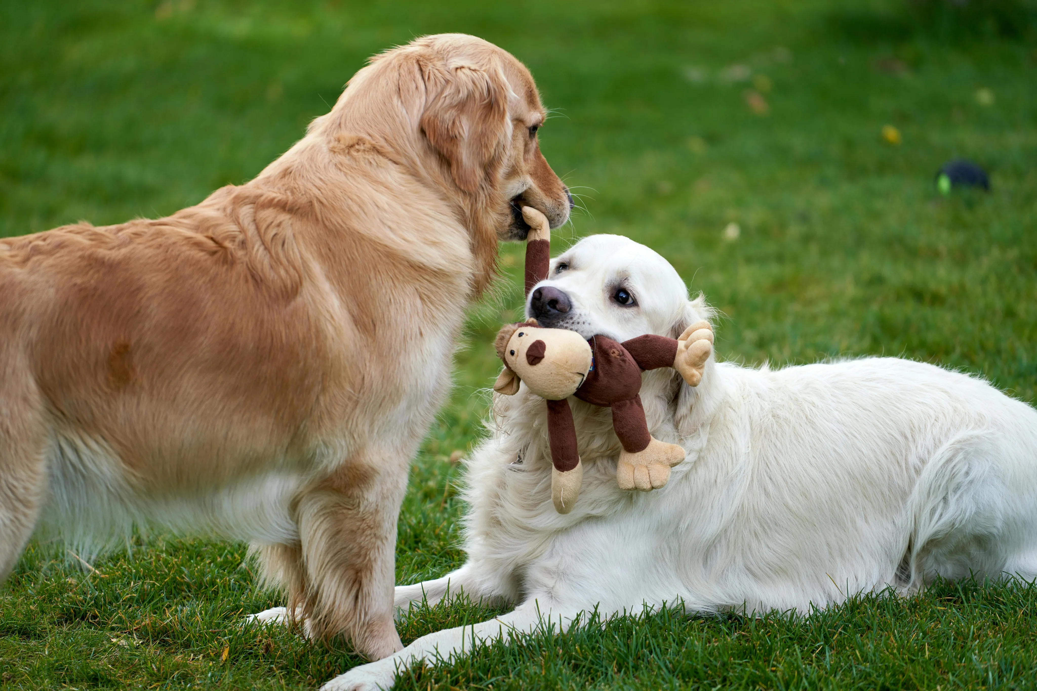 Dogs playing in their on site dog park!