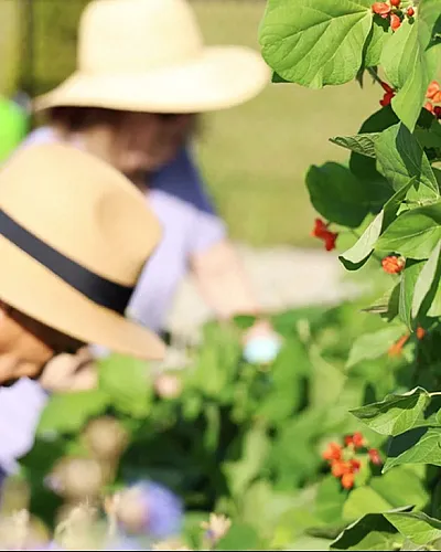 Vibrant garden scene with flourishing green leaves and red flowers, capturing two individuals in sun hats enjoying outdoor gardening on a sunny day.