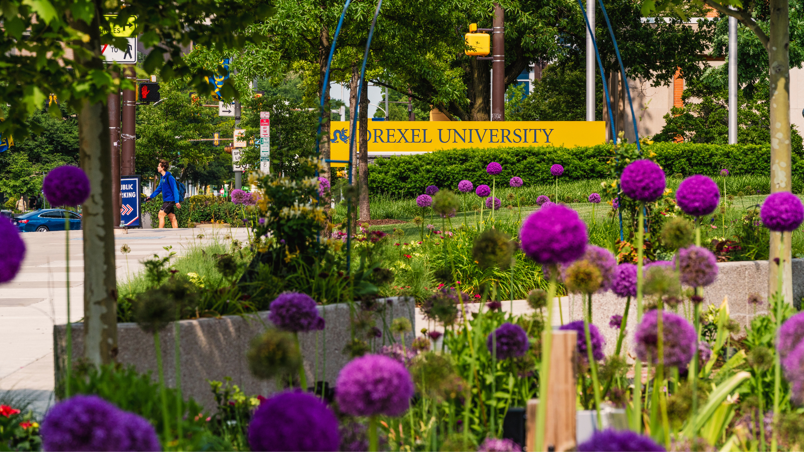Vibrant outdoor scene with purple flowers blooming in front of a university campus sign, showcasing lush greenery and a serene atmosphere.
