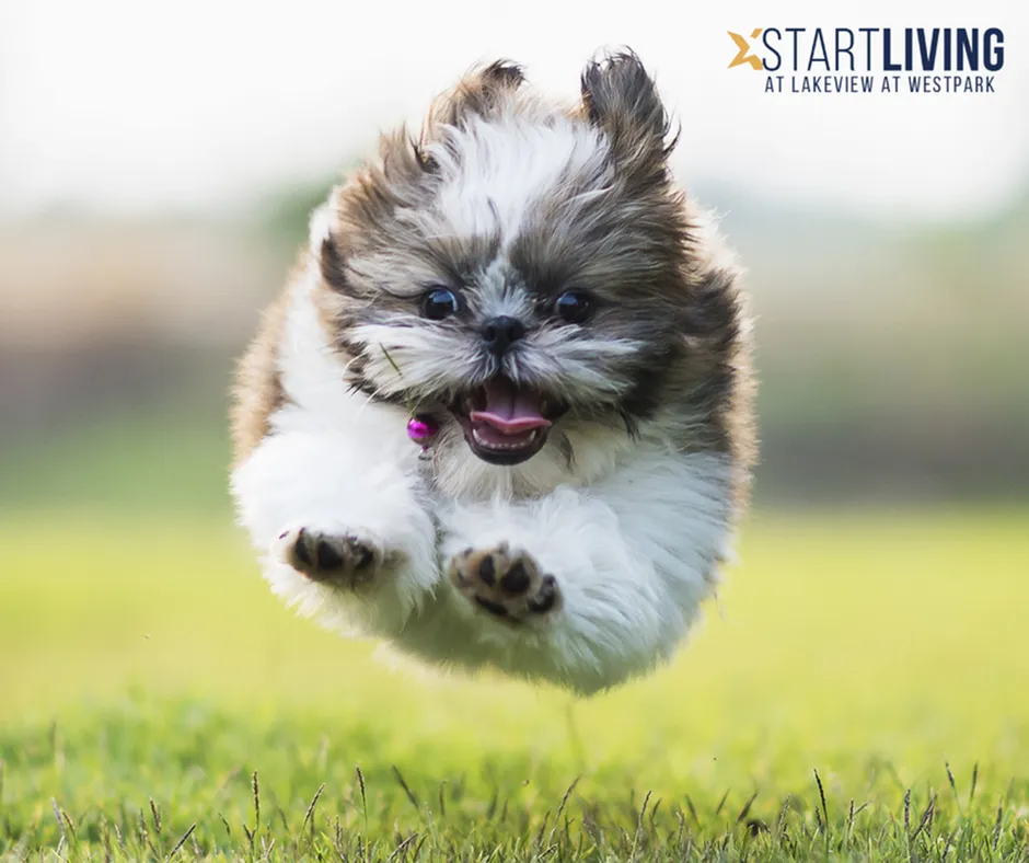 Joyful small dog playfully bounds across a lush green lawn, embodying the lively spirit of Lakeview at Westpark.