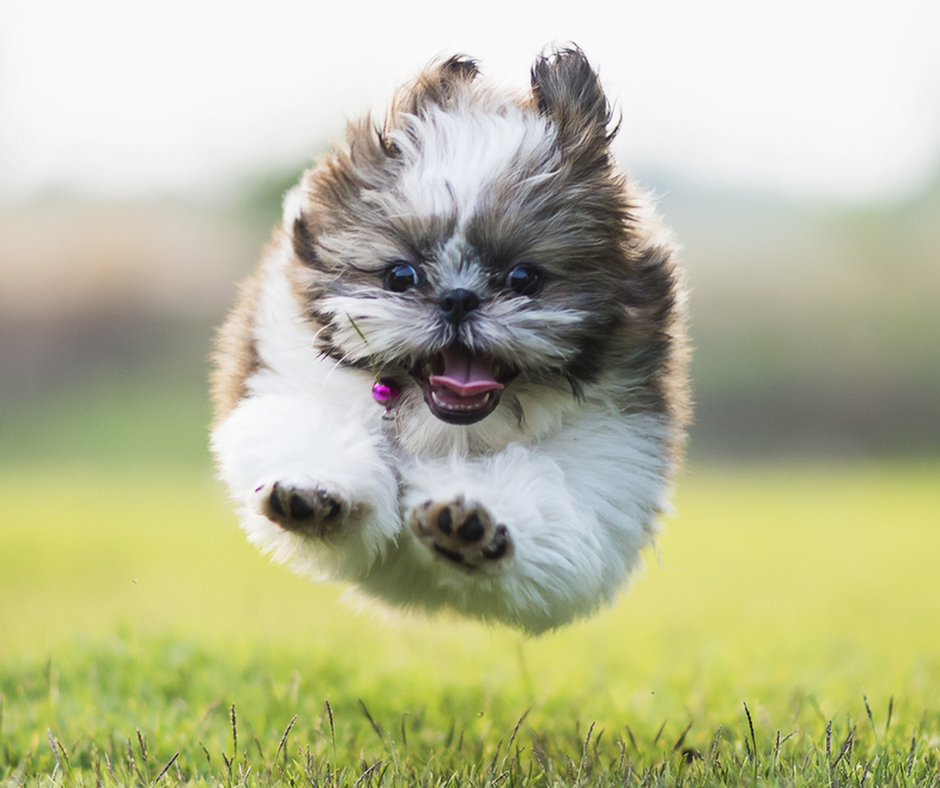 Inviting gated dog park with agility obstacles and a welcoming sign, perfect for pet-friendly communities.