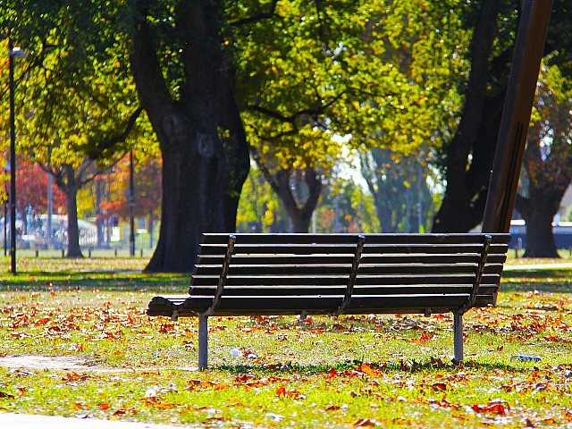 Sunlit park scene with a wooden bench, surrounded by autumn leaves and lush green trees, offering a serene and inviting atmosphere.