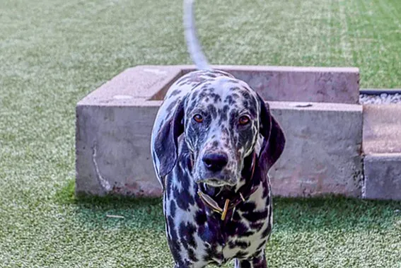 Charming dog park beside a stylish red-brick apartment building, featuring lush grass, modern agility equipment, and a friendly Dalmatian enjoying the open space.