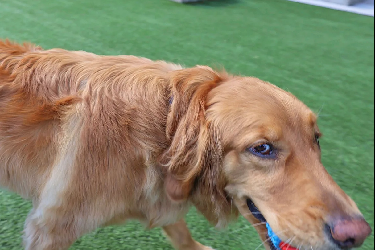 Beautiful outdoor space with lush green lawn, perfect for pets to play and enjoy.